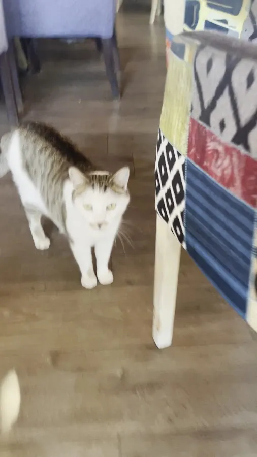 BookNoFees: 카페 – Cat Caffe – Zagreb – 고양이 카페, 사진 2