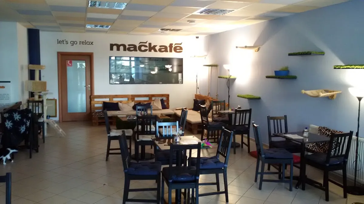 BookNoFees: 카페 – Mačkafé klub – Bratislava – 고양이 카페 클럽, 사진 1